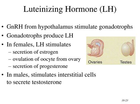lh definition.